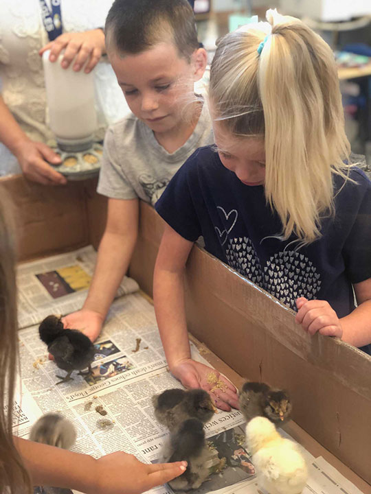 Two small children interacting with live chicks in a box.